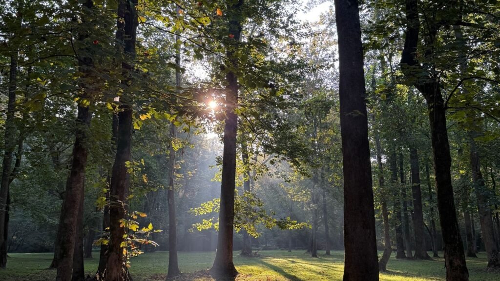 Early-morning sunlight streaming through tall trees in a woodland at the start of autumn, casting long shadows across the grass.